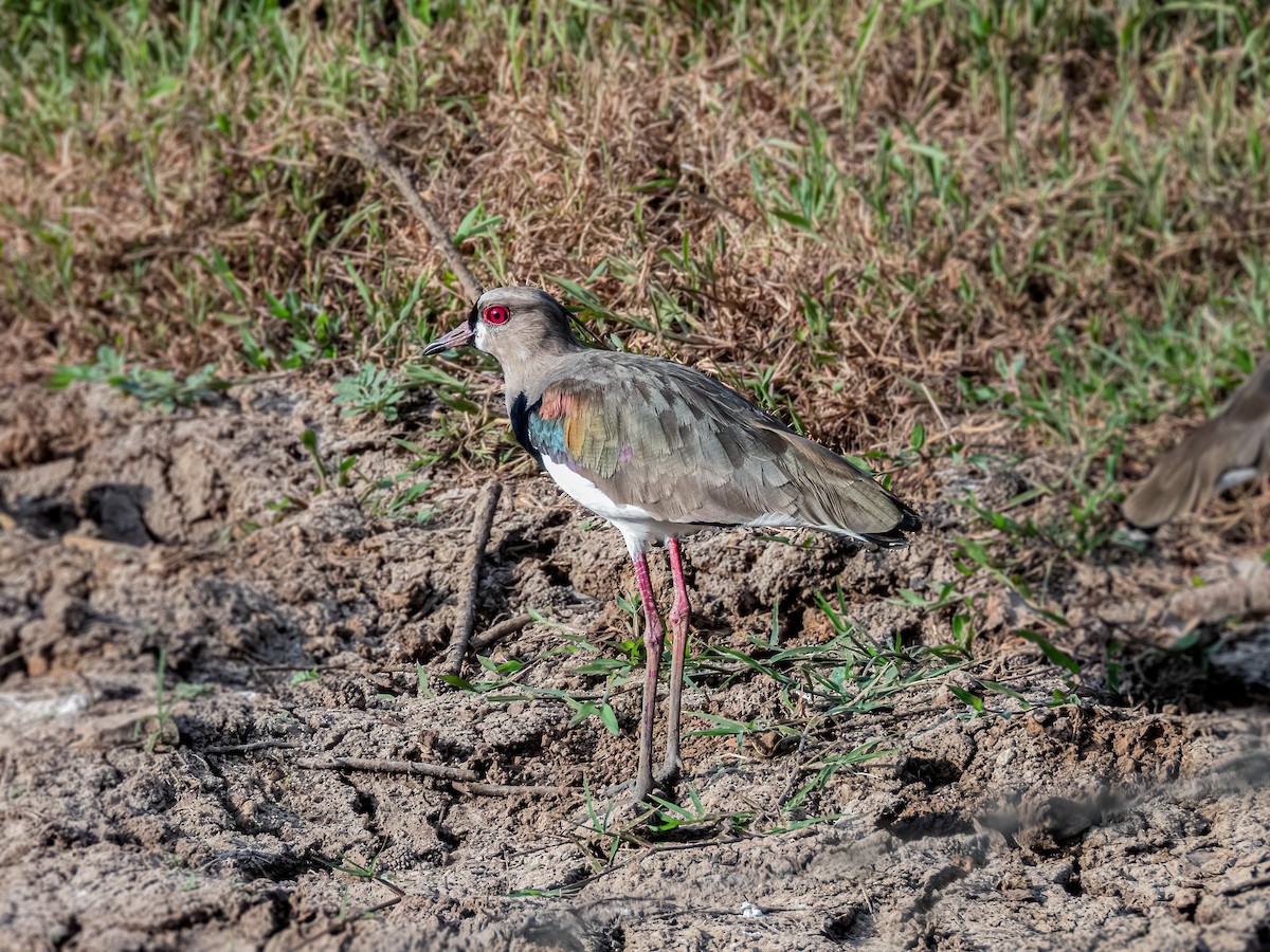 Southern Lapwing - ML622121301