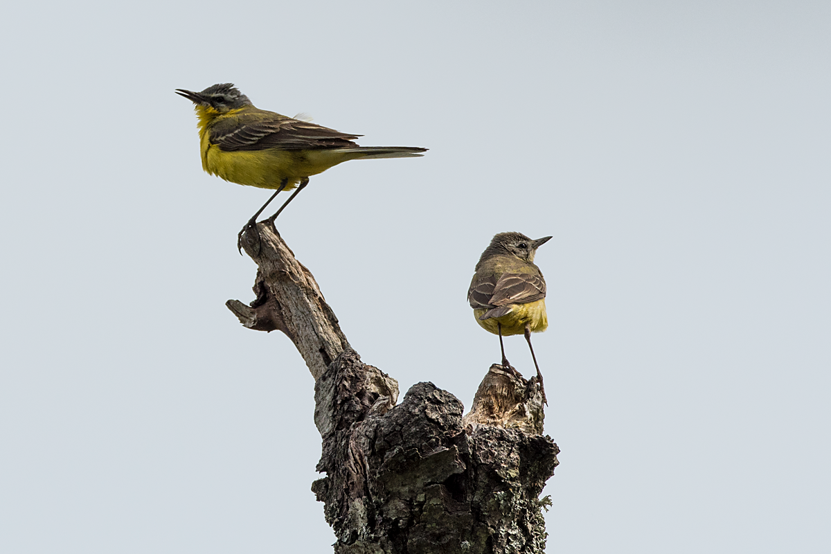 Western Yellow Wagtail - ML62212131