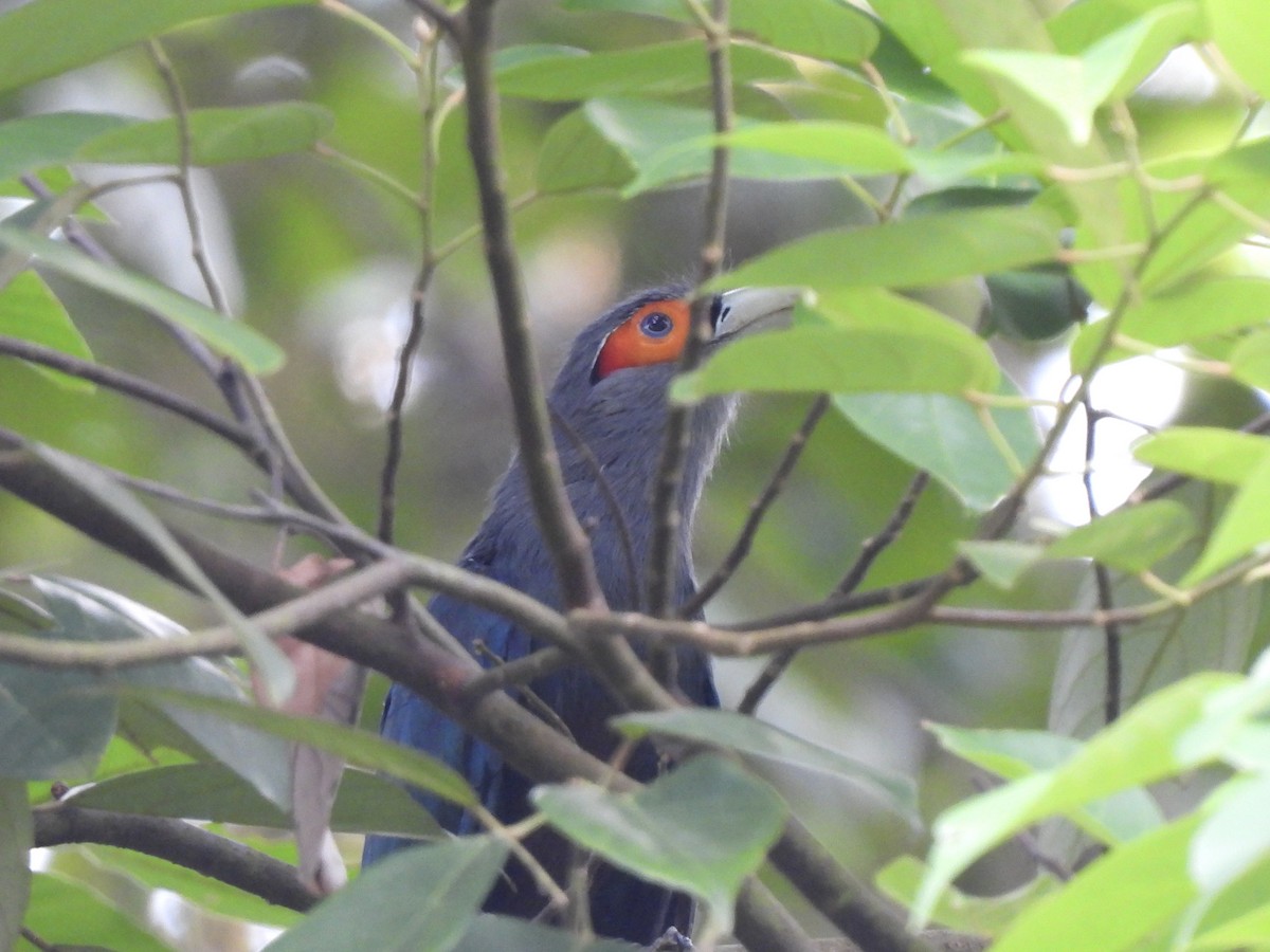 Chestnut-bellied Malkoha - ML622121310