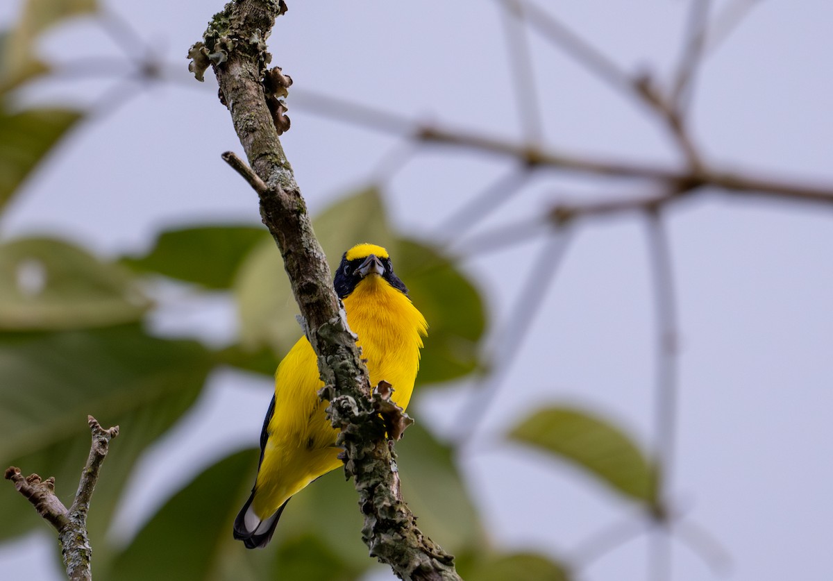 eBird Checklist - 2 Aug 2024 - La Florida, Pereira CO - 7 species