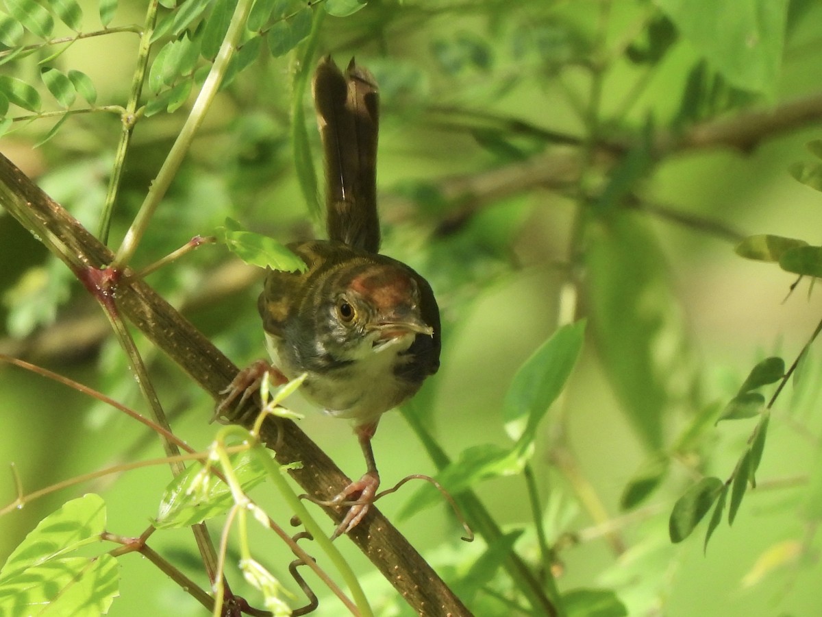 Common Tailorbird - ML622121326