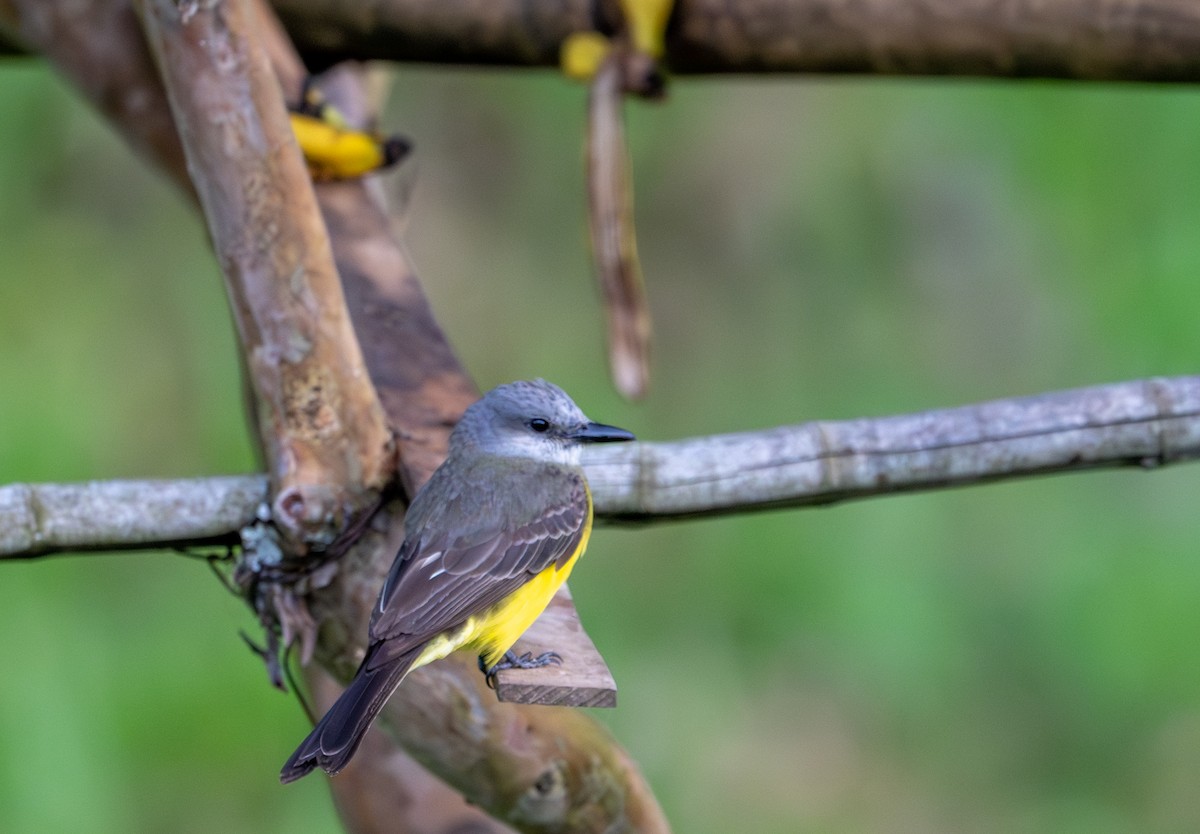 eBird Checklist - 2 Aug 2024 - La Florida, Pereira CO - 7 species