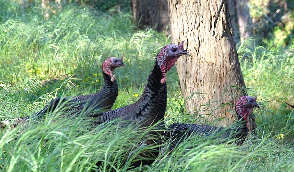 Wild Turkey - ML622121330