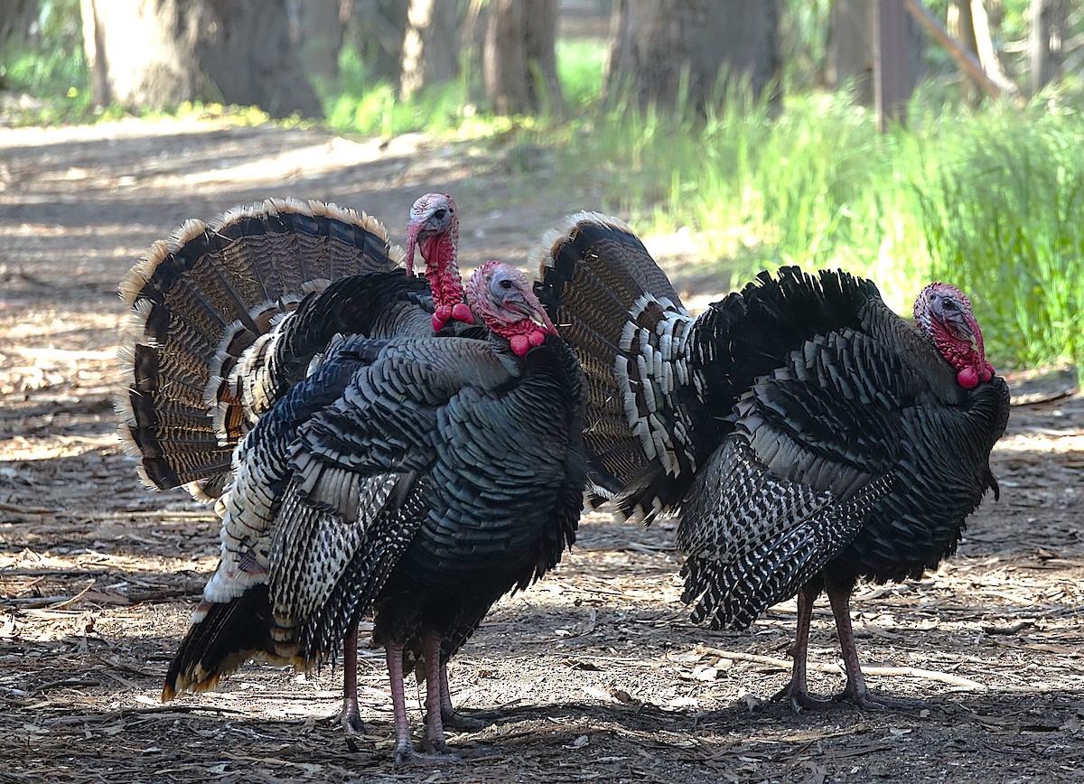 Wild Turkey - ML622121333