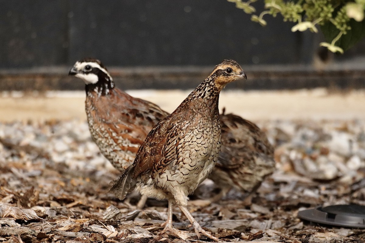 Northern Bobwhite - ML622121343