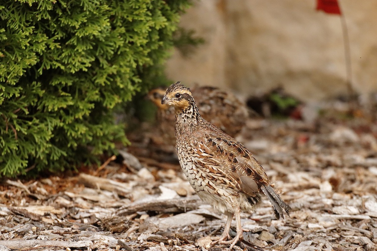 Northern Bobwhite - ML622121345