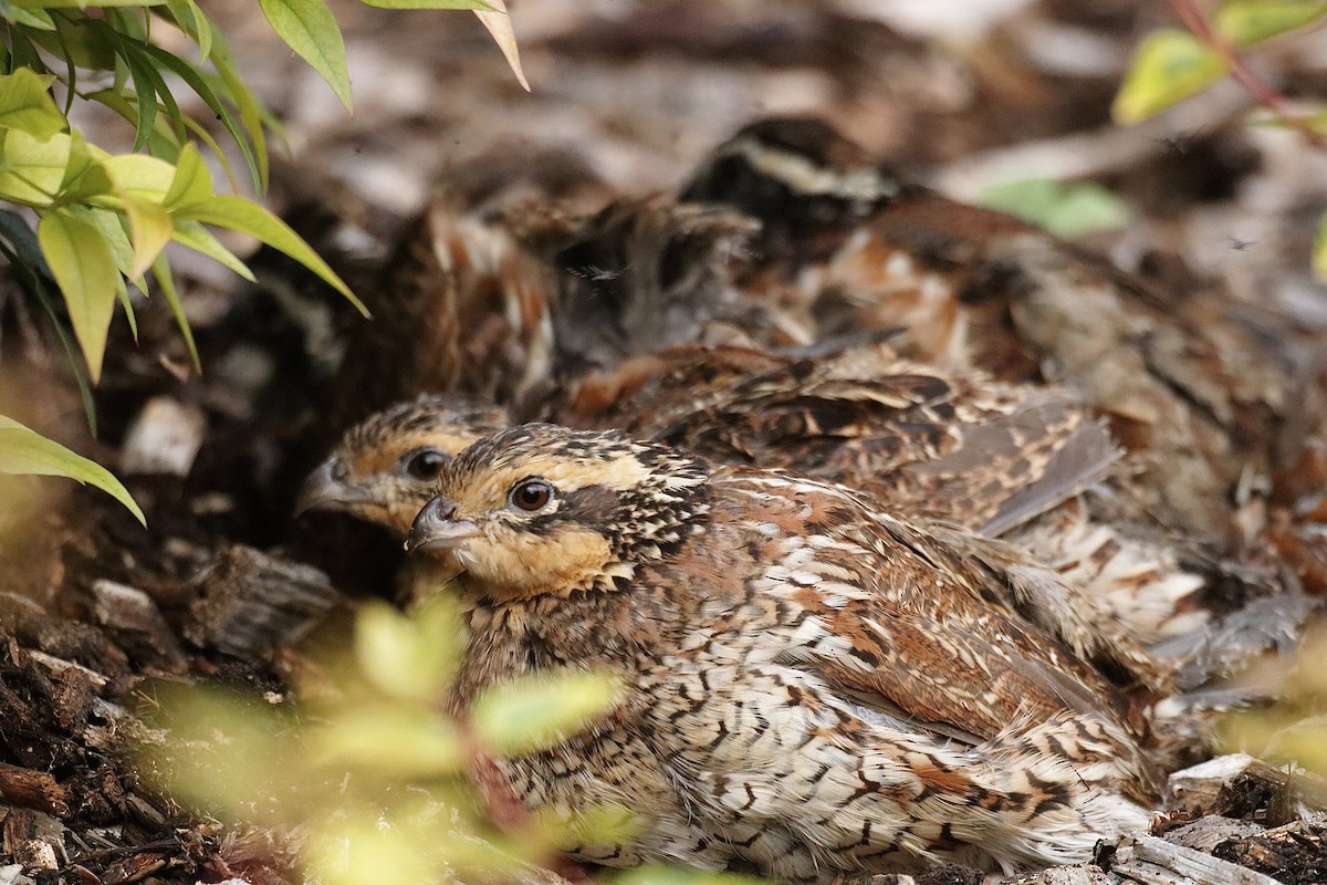 Northern Bobwhite - ML622121347