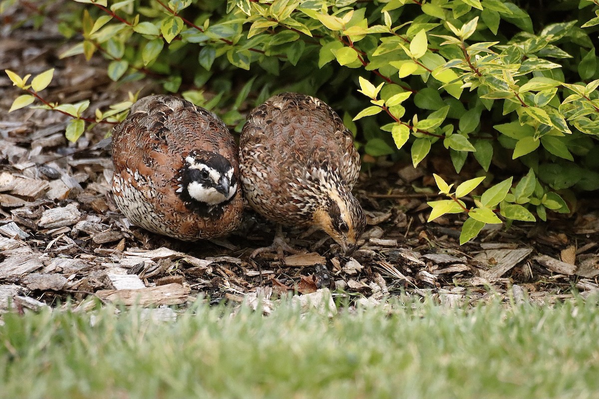 Northern Bobwhite - ML622121348