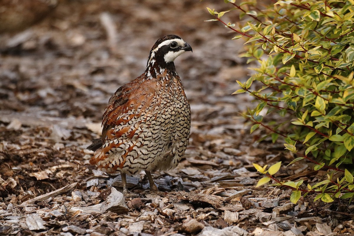 Northern Bobwhite - ML622121349