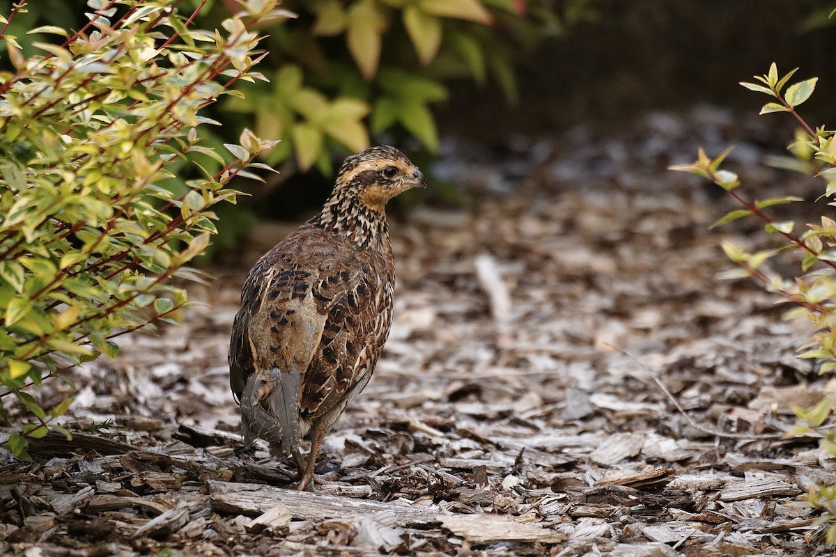 Northern Bobwhite - ML622121350