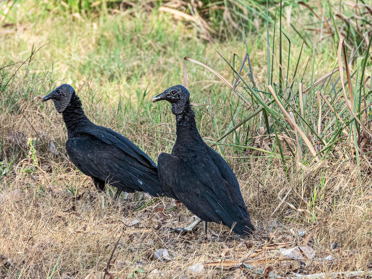 Black Vulture - ML622121352