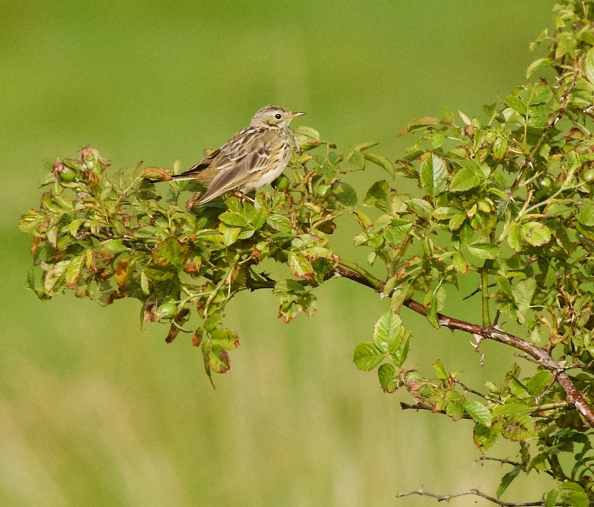 Meadow Pipit - ML622121356