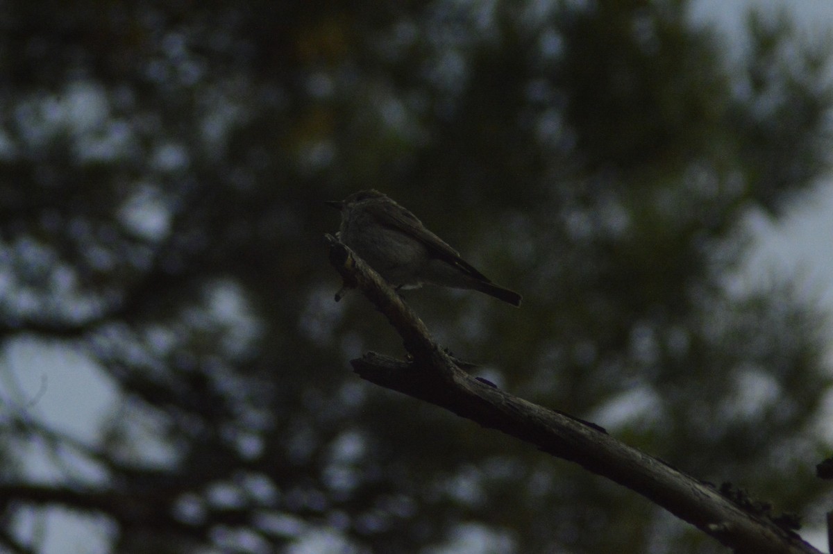 Spotted Flycatcher - ML622121357