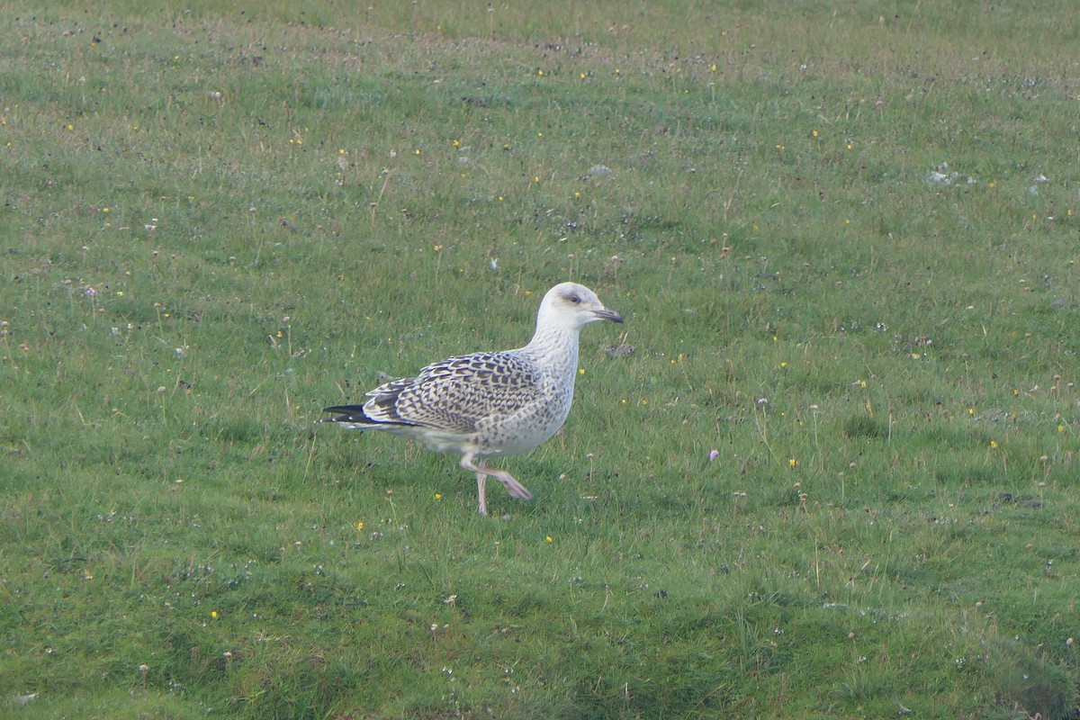 Great Black-backed Gull - ML622121358