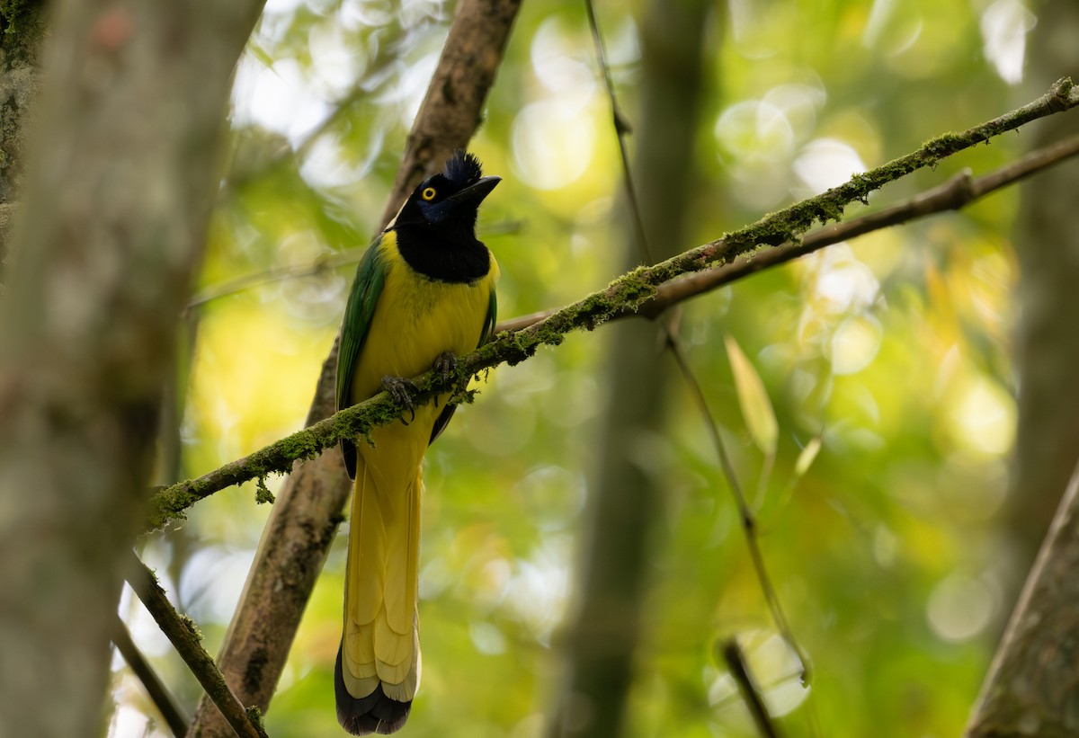 Green Jay - ML622121359