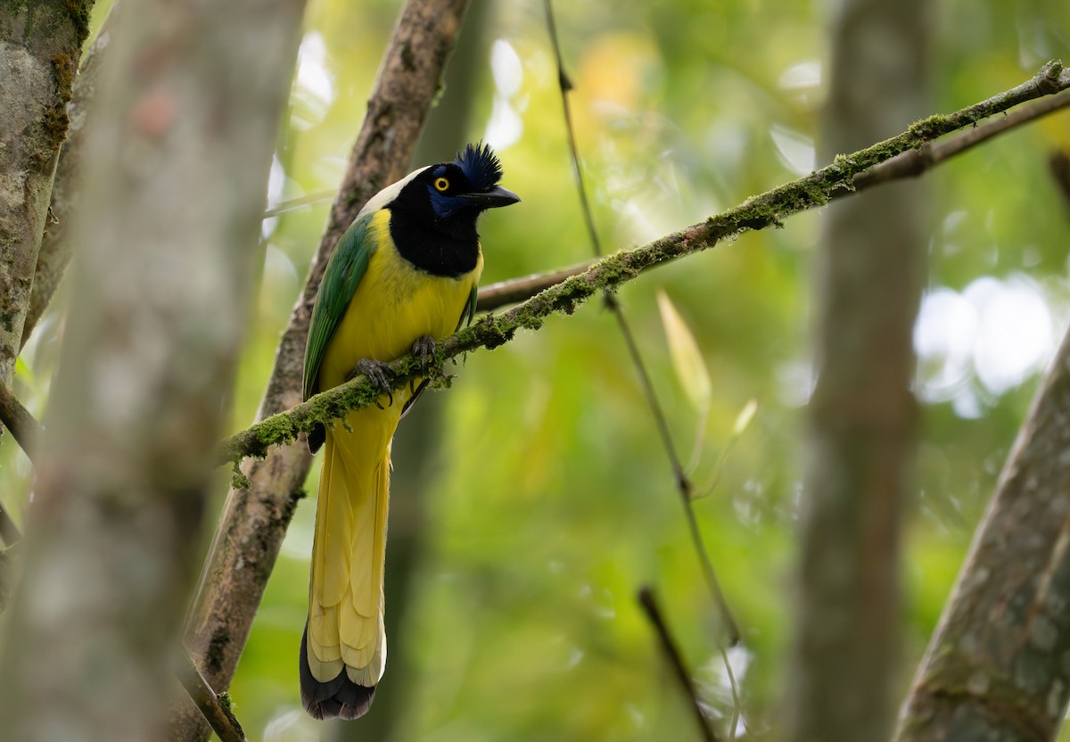 Green Jay - ML622121360