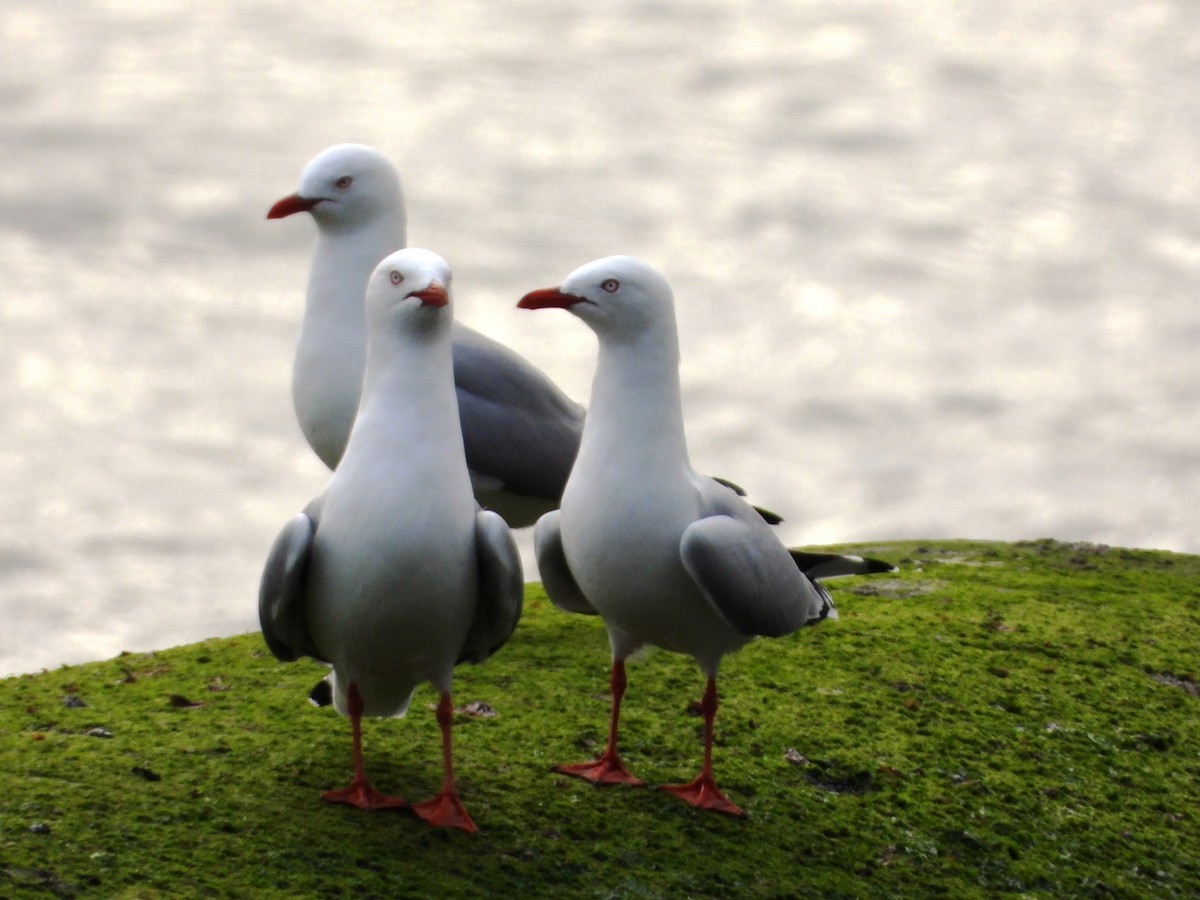 Silver Gull (Red-billed) - ML622121361