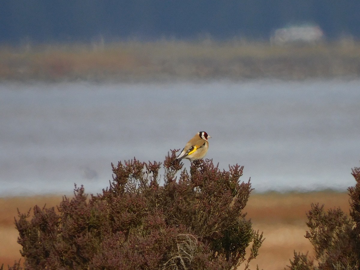 European Goldfinch - ML622121362