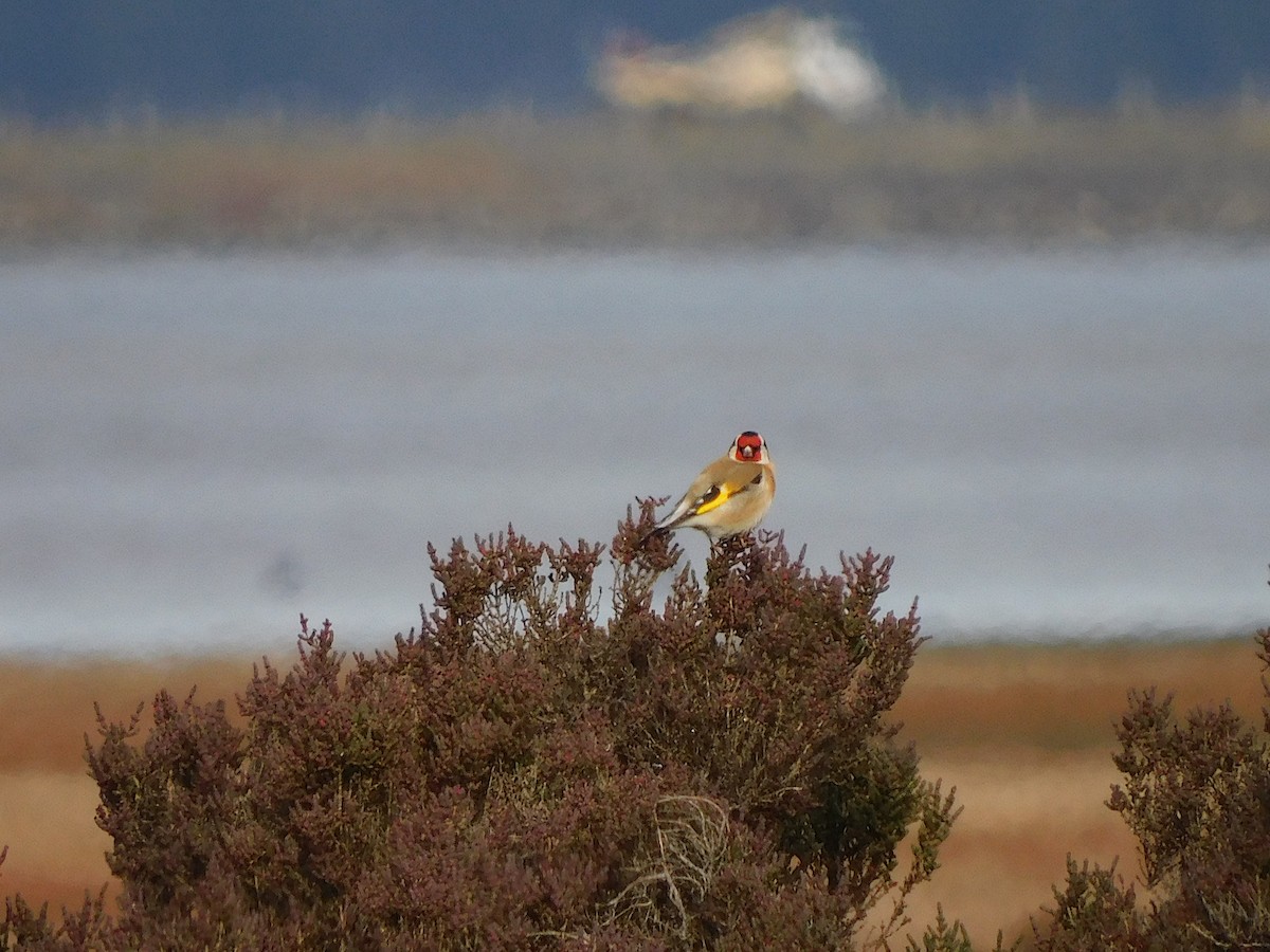 European Goldfinch - George Vaughan