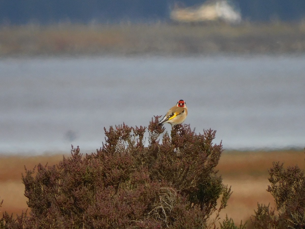 European Goldfinch - ML622121364