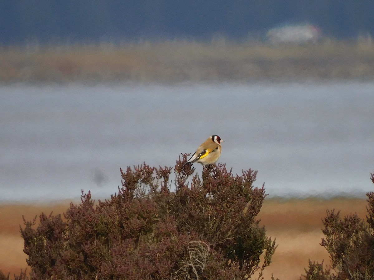 European Goldfinch - ML622121365