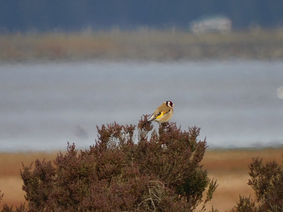 European Goldfinch - ML622121366