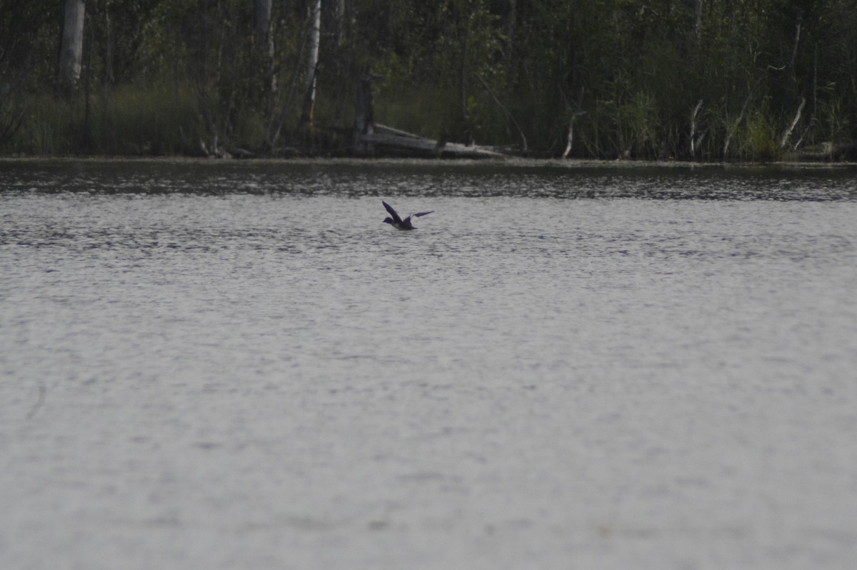 Common Goldeneye - ML622121367