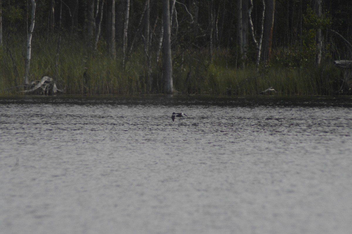 Common Goldeneye - ML622121368