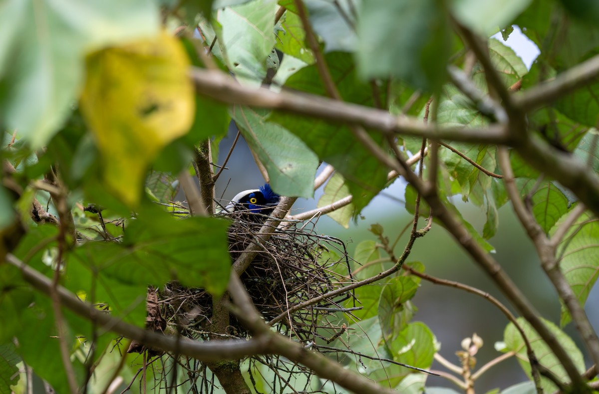 Green Jay - ML622121369