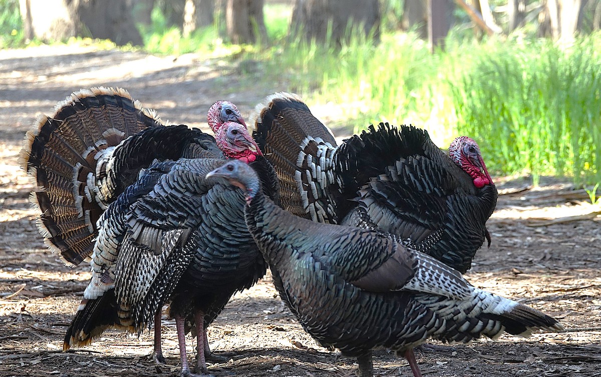 Wild Turkey - ML622121370