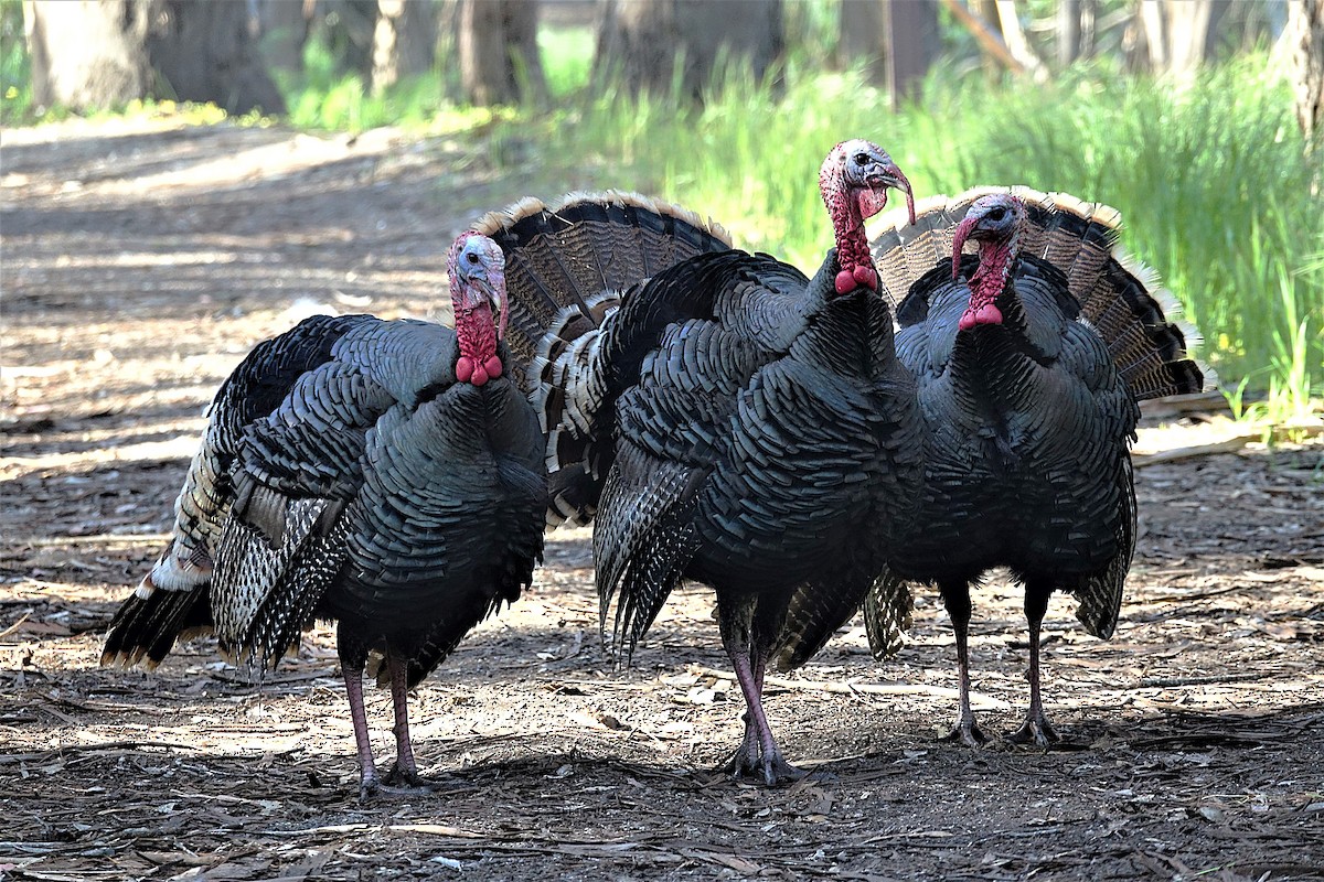 Wild Turkey - ML622121371