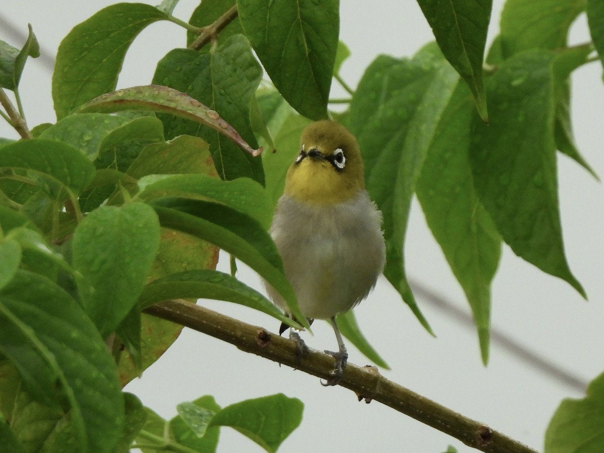 Swinhoe's White-eye - ML622121372