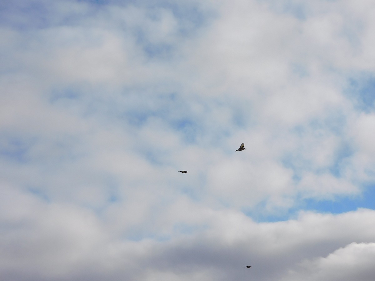 European Goldfinch - ML622121373