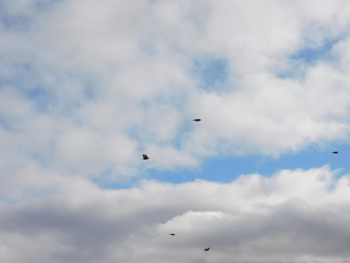 European Goldfinch - ML622121374