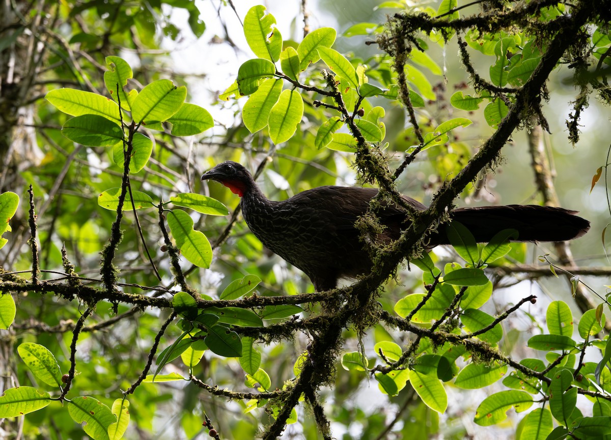 Cauca Guan - ML622121375