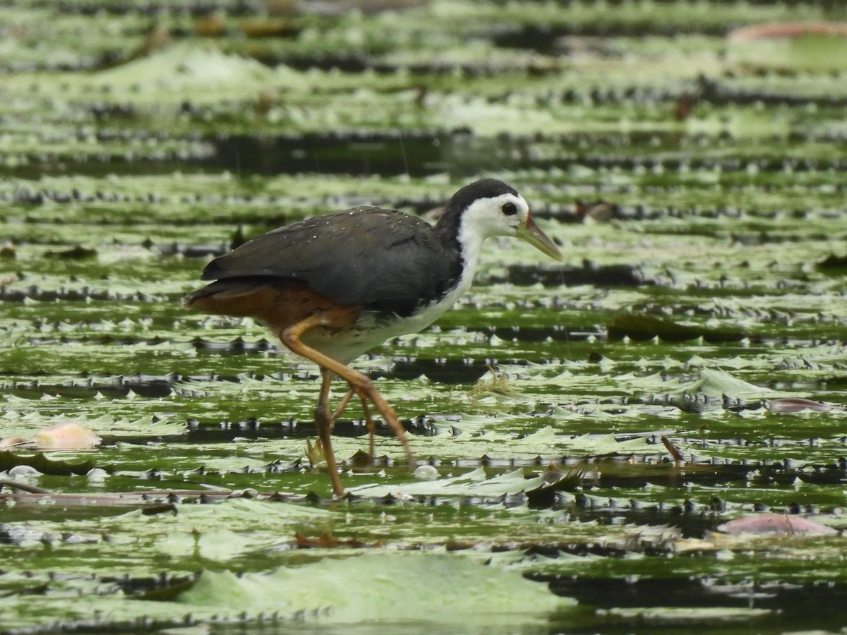 White-breasted Waterhen - ML622121376