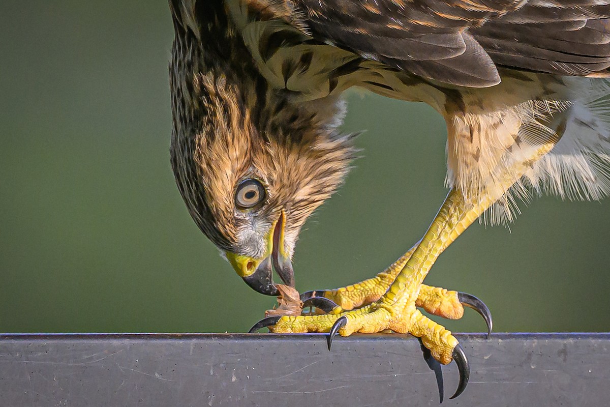 Red-shouldered Hawk - Janet Hix