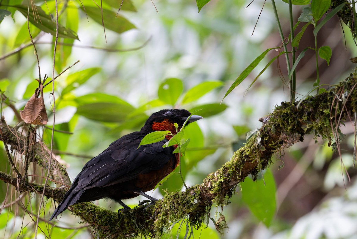 Red-ruffed Fruitcrow - ML622121378