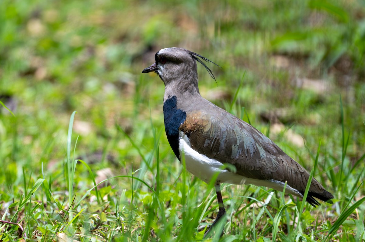 Southern Lapwing - ML622121379