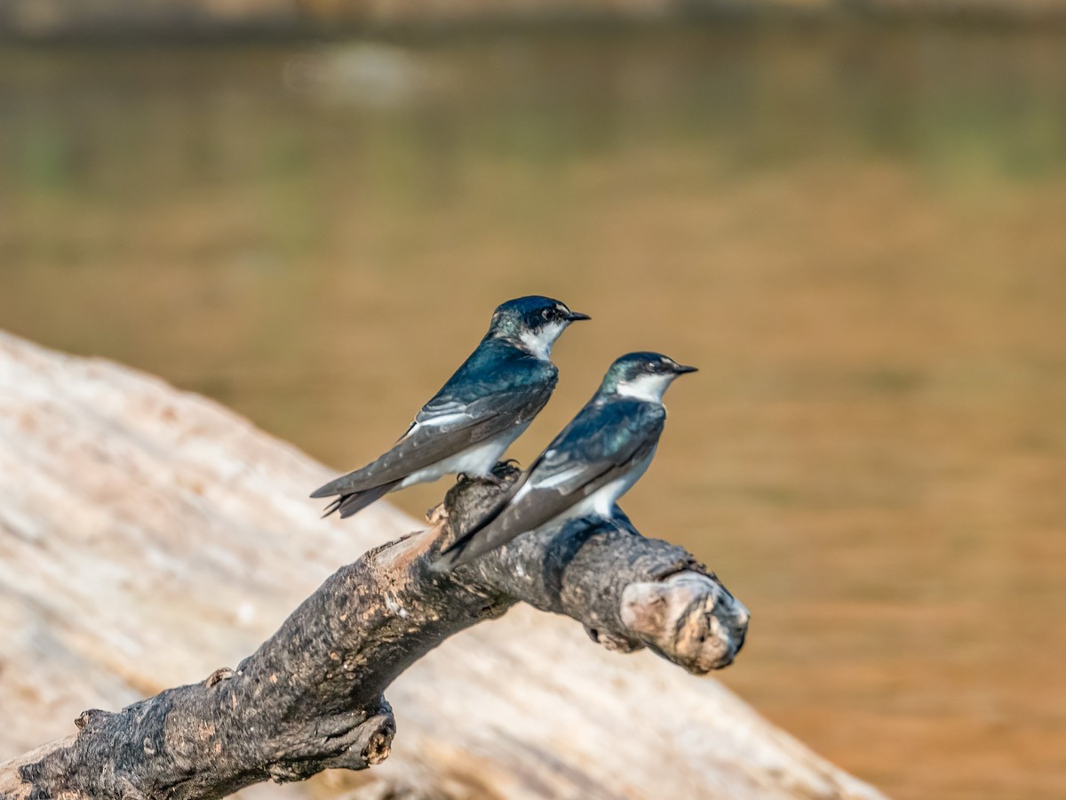 Golondrina de Manglar - ML622121381