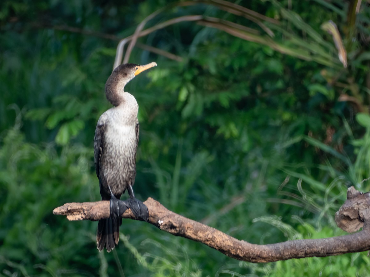 Neotropic Cormorant - ML622121383