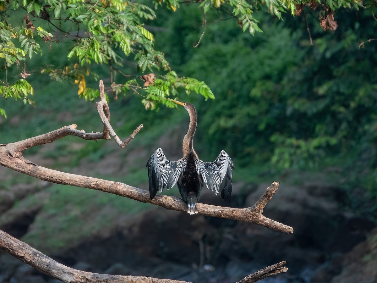 Anhinga d'Amérique - ML622121385