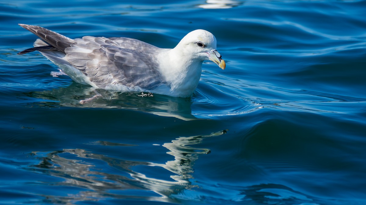 Northern Fulmar - ML622121386