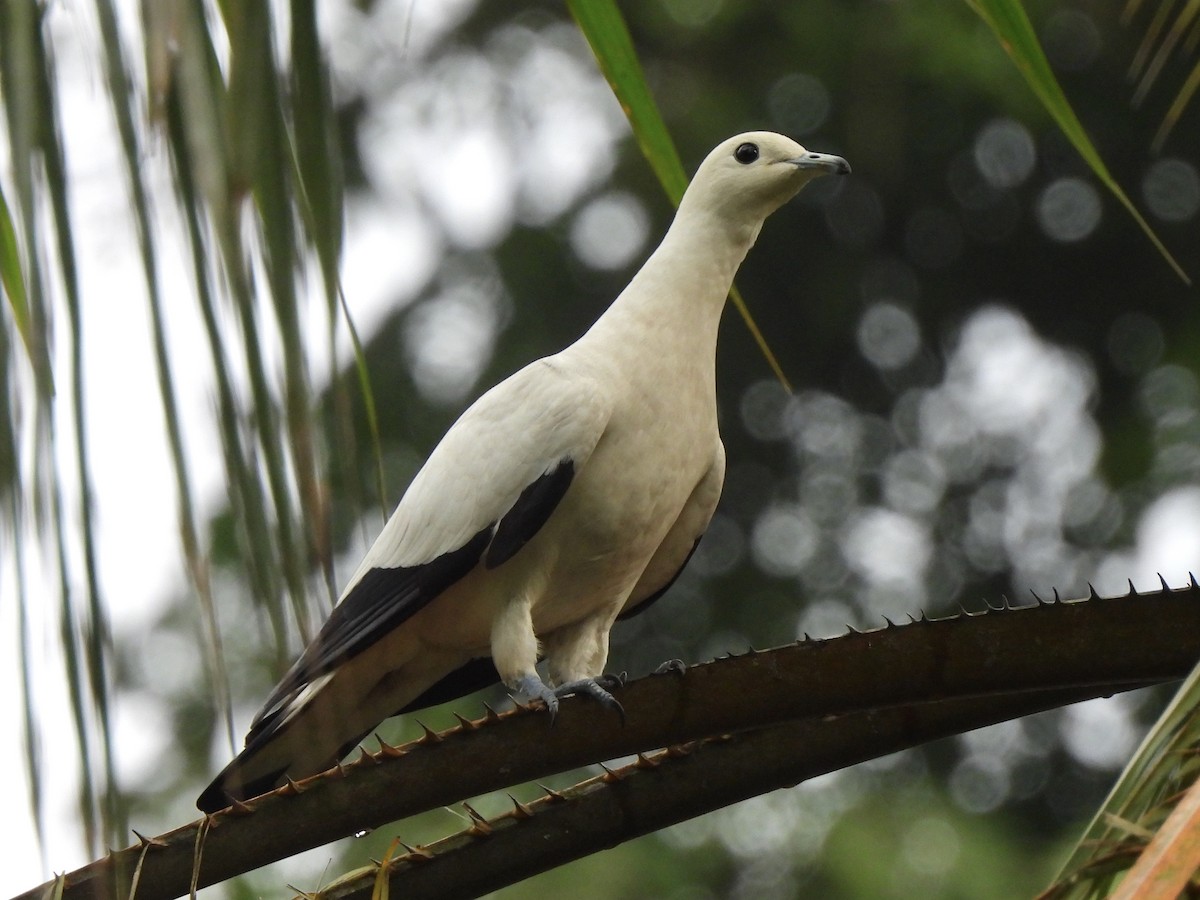 Pied Imperial-Pigeon - ML622121387