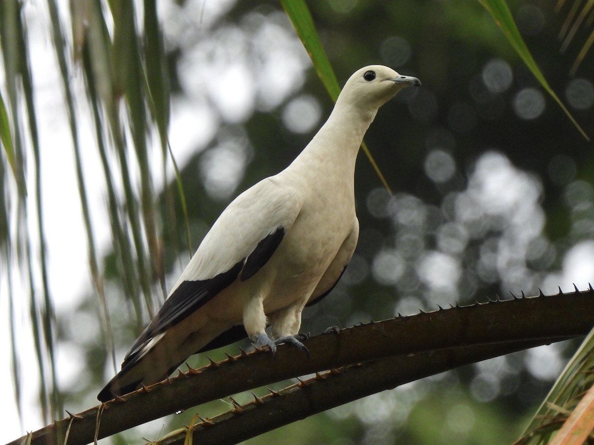 Pied Imperial-Pigeon - Adrián Colino Barea