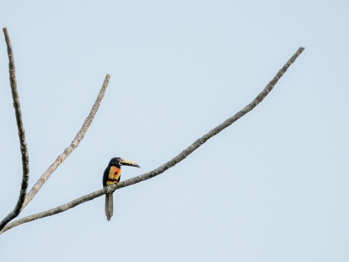 Collared Aracari - ML622121389