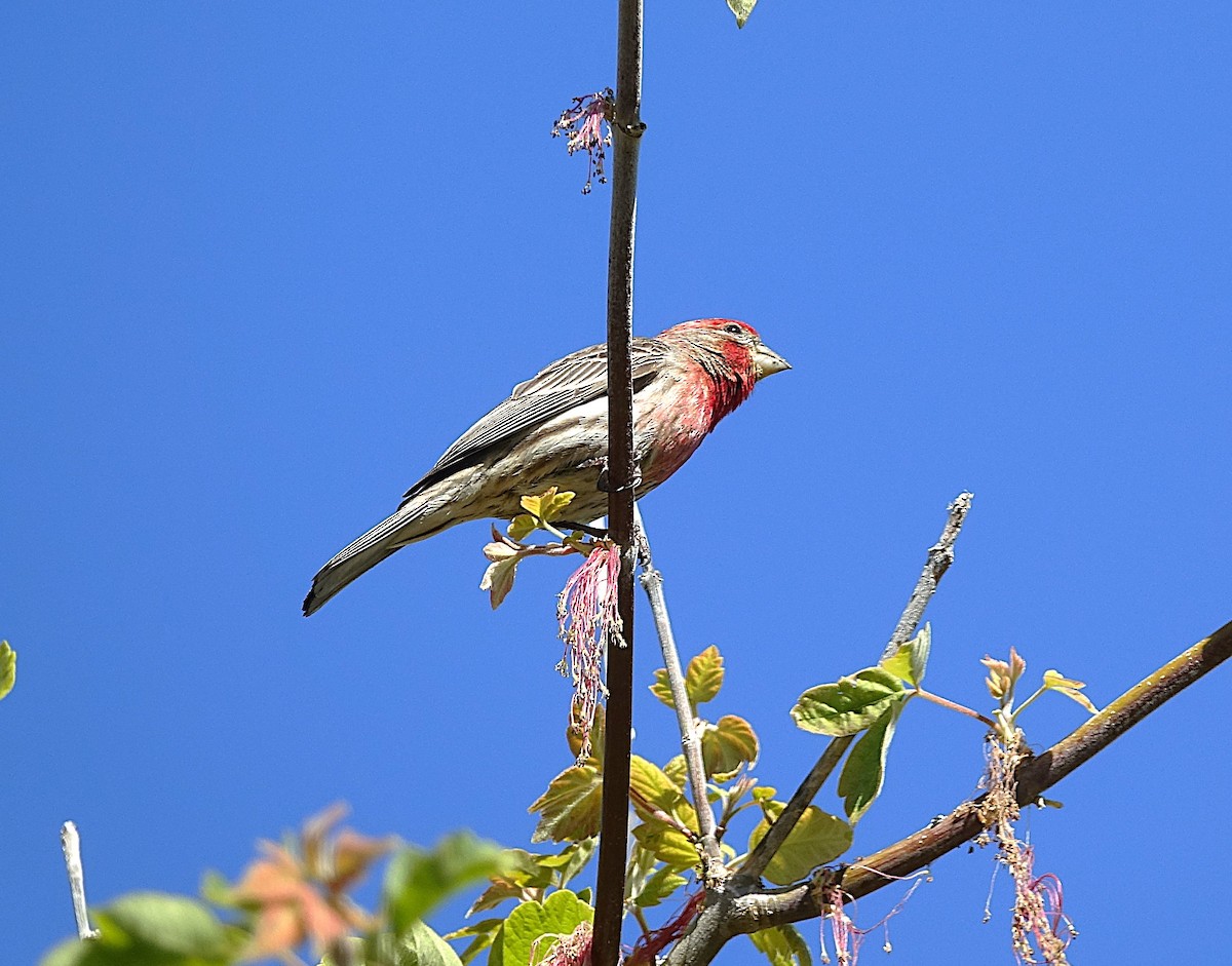 House Finch - ML622121390