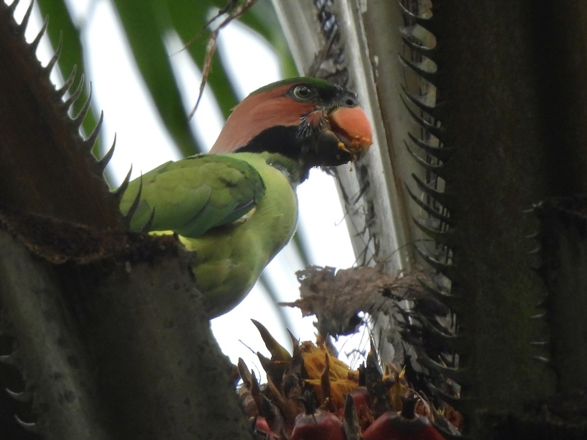 Long-tailed Parakeet - ML622121391