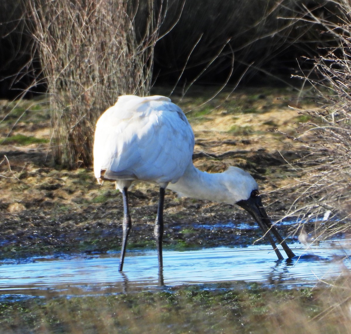 Royal Spoonbill - ML622121393