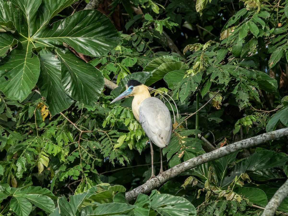 Capped Heron - ML622121394